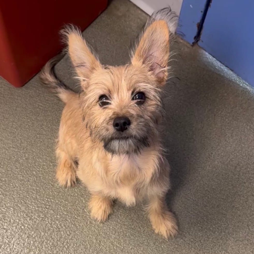 Photo of Fiji D12828, adoptable Terrier, Cairn / Terrier, Yorkshire, Yorkie in Princeton area, Minnesota