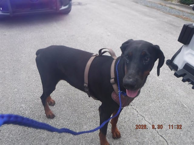 Photo of Lola, adoptable Doberman Pinscher in Miami, Florida