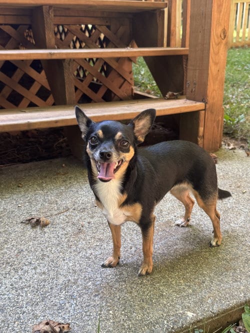 Photo of Tiny, adoptable Chihuahua in Forest, Virginia