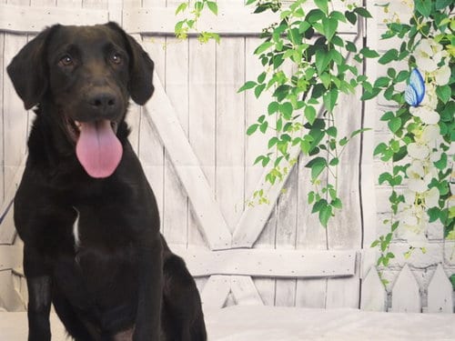 Photo of Tucker, adoptable Labrador Retriever in Oroville, California