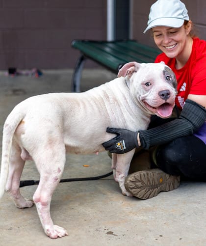 Photo of Udek, adoptable dog in Chamblee, Georgia