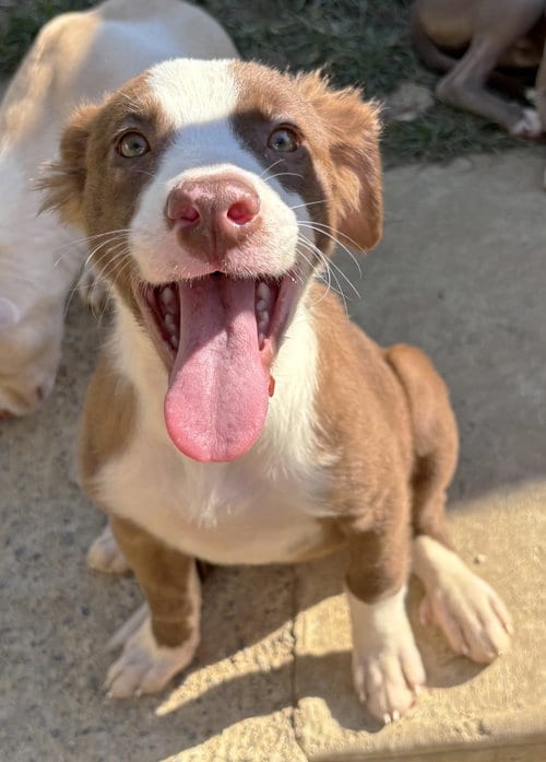 Photo of Orange Blossom, adoptable American Pit Bull Terrier in Wetumpka, Alabama