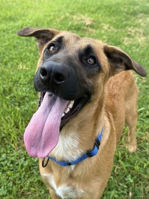 Photo of General, adoptable Belgian Shepherd Malinois in Sugar Land, Texas
