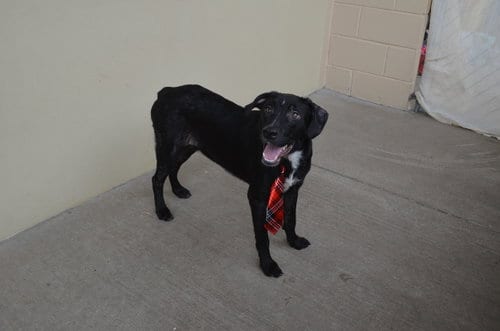 Photo of Paul, adoptable Unknown breed in McKinney, Texas