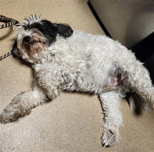 Photo of Milo, adoptable Poodle (Miniature) in Plano, Texas