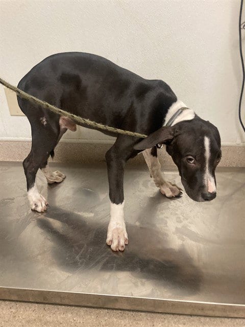 Photo of Dodger, adoptable Pit Bull Terrier in Bakersfield, California