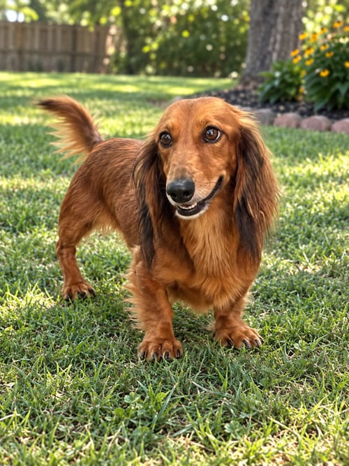 Photo of Balloo, adoptable Dachshund in York, South Carolina