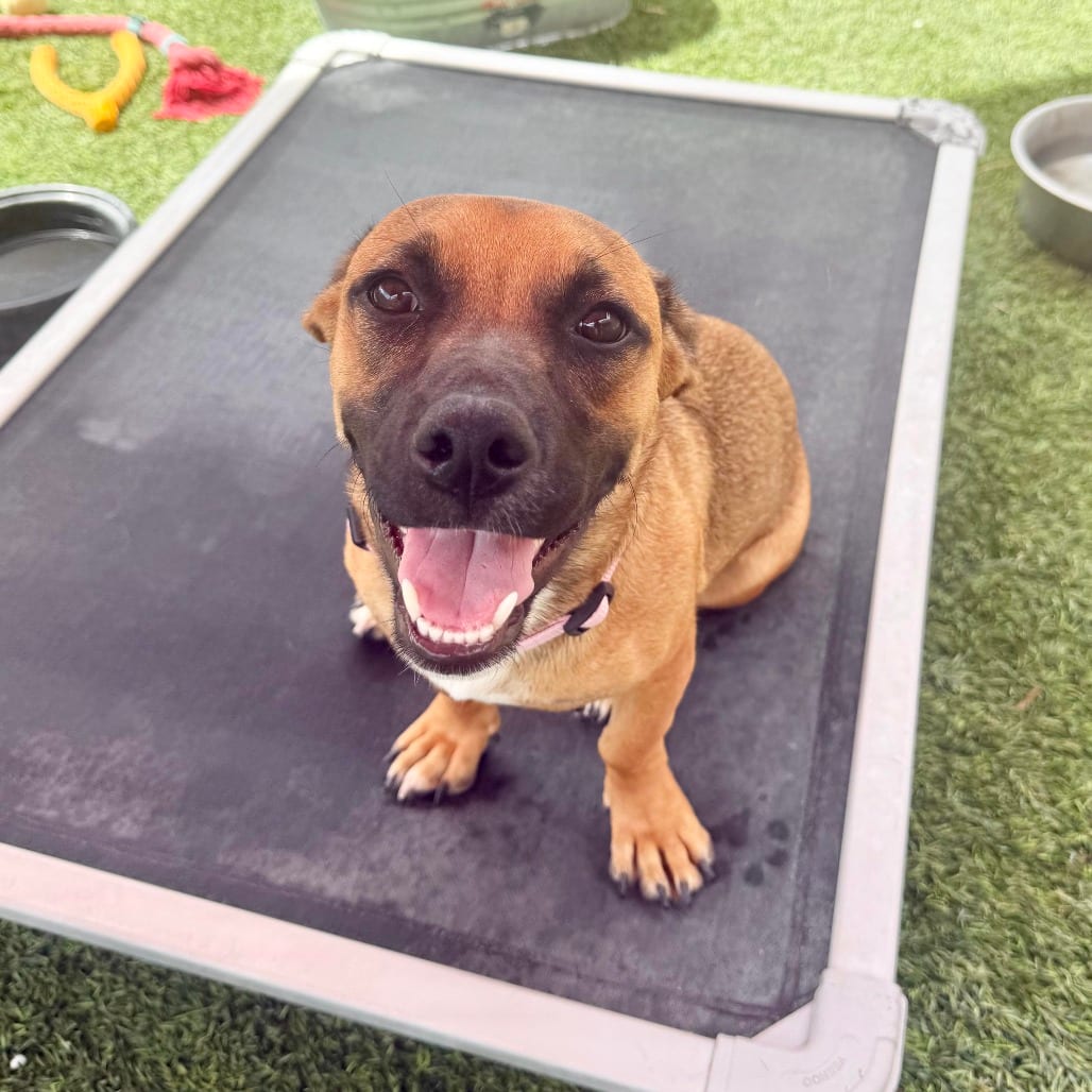 Photo of Maple, adoptable Hound in Agoura Hills, California