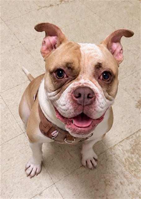 Photo of Mimosa, adoptable Pit Bull Terrier in Statesville, North Carolina