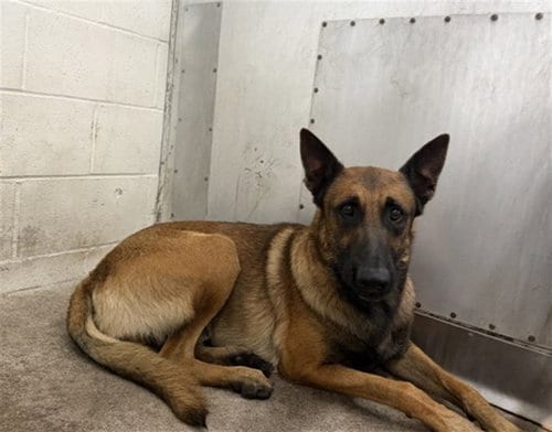 Photo of Felix, adoptable Belgian Shepherd Malinois in San Bernardino, California