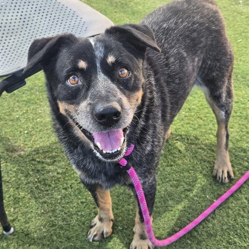 Photo of Stryker, adoptable Queensland Heeler in Phoenix, Arizona