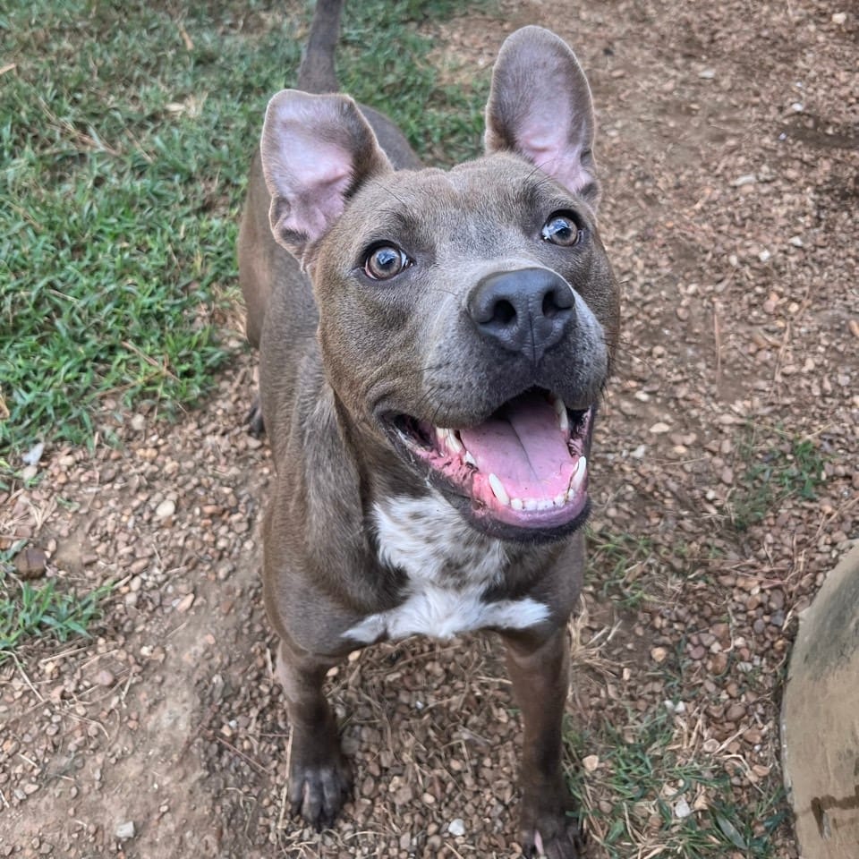 Photo of Luka, adoptable Mixed Breed (Large) in Chattanooga, Tennessee