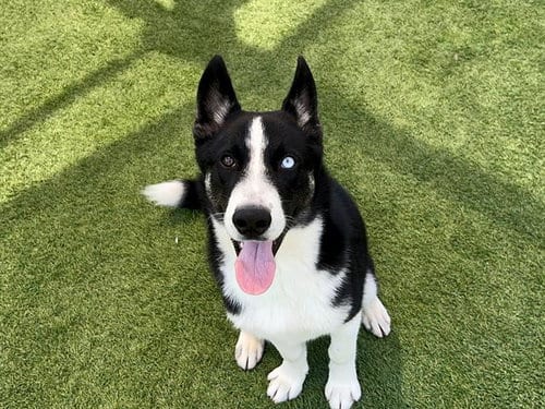 Photo of Clay, adoptable Siberian Husky in Orange, California