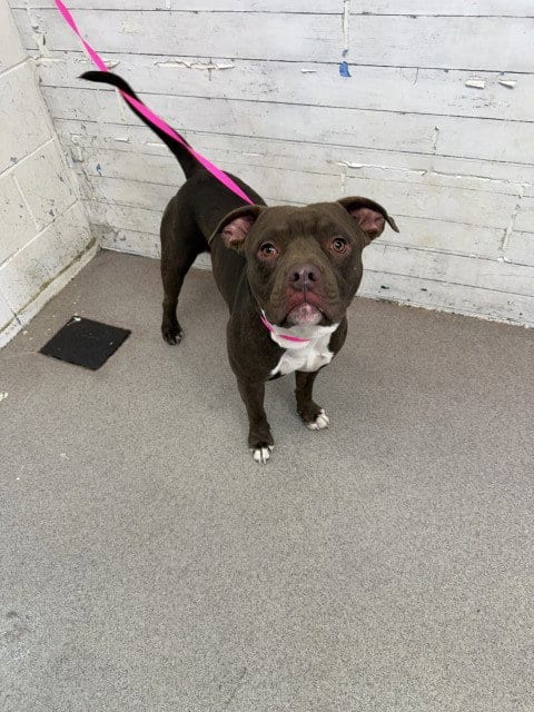 Photo of Rex, adoptable Pit Bull Terrier in San Bernardino, California