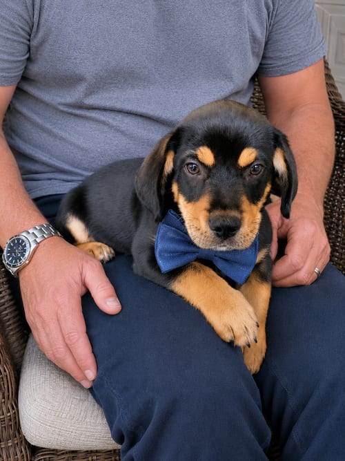 Photo of Titus, adoptable Beagle in Mt. Laurel, New Jersey
