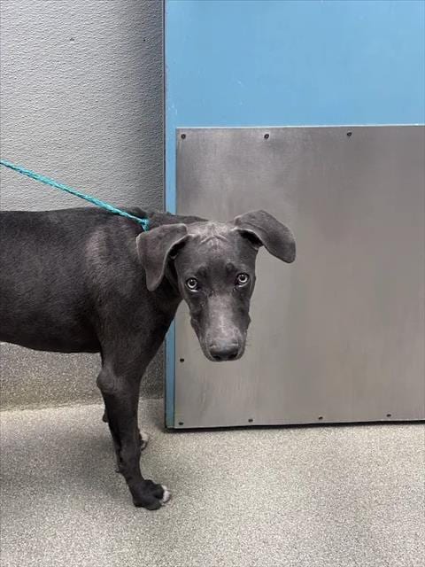 Photo of Dove, adoptable Weimaraner in Las Vegas, Nevada