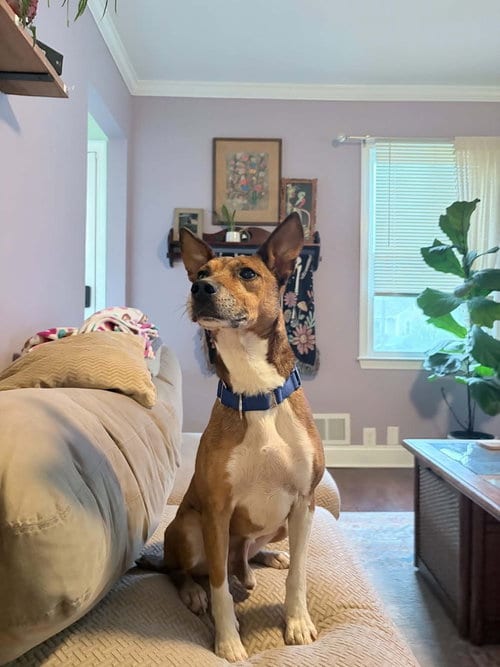 Photo of Malco, adoptable Hound in Willingboro, New Jersey
