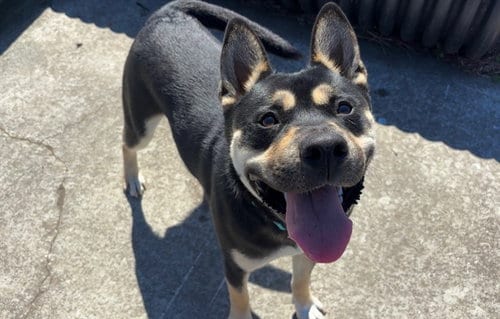 Photo of Banjo, adoptable German Shepherd Dog in McKinleyville, California