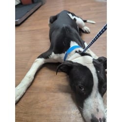 Photo of Mac, adoptable American Pit Bull Terrier in Baton Rouge, Louisiana