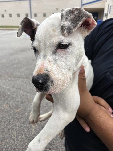 Photo of Yori, adoptable Pit Bull Terrier in Augusta, Georgia