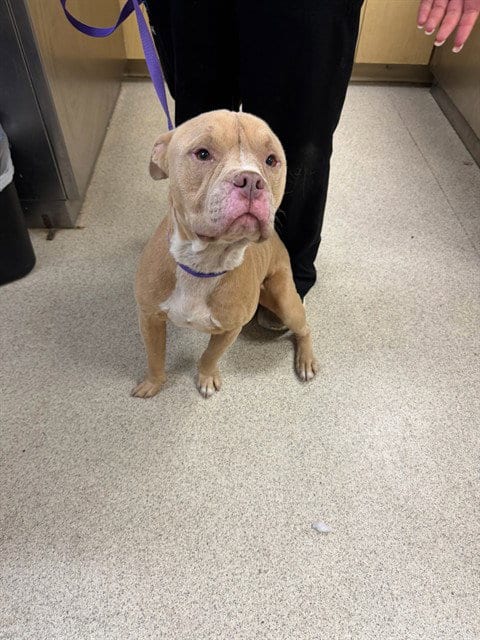 Photo of Nugget, adoptable Pit Bull Terrier in Riverside, California