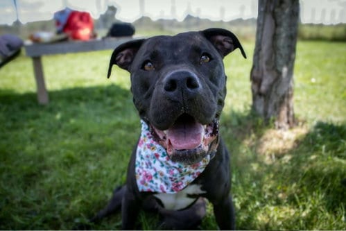 Photo of Sasha, adoptable Pit Bull Terrier in AUSTIN, Minnesota