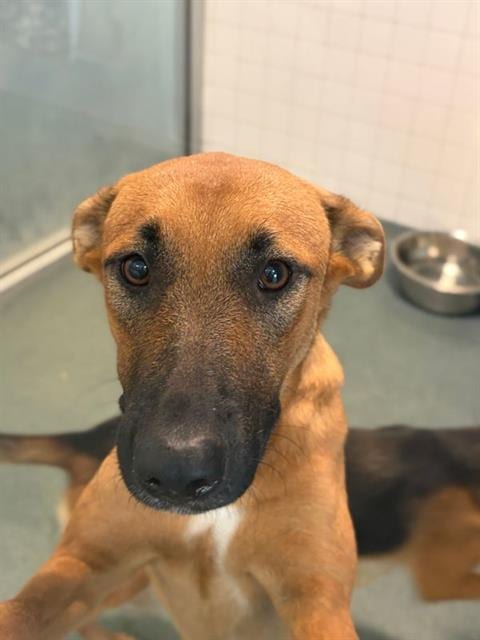 Photo of Laura, adoptable Mixed Breed