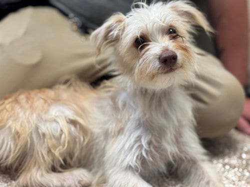 Photo of Carly, adoptable Terrier in Pueblo, Colorado