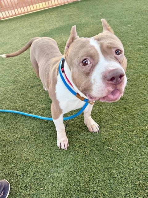 Photo of Martin, adoptable Pit Bull Terrier in Las Vegas, Nevada