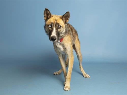Photo of Squish, adoptable Australian Shepherd in Phoenix, Arizona