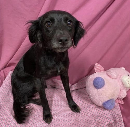 Photo of Marcy, adoptable Spaniel in Seattle, Washington