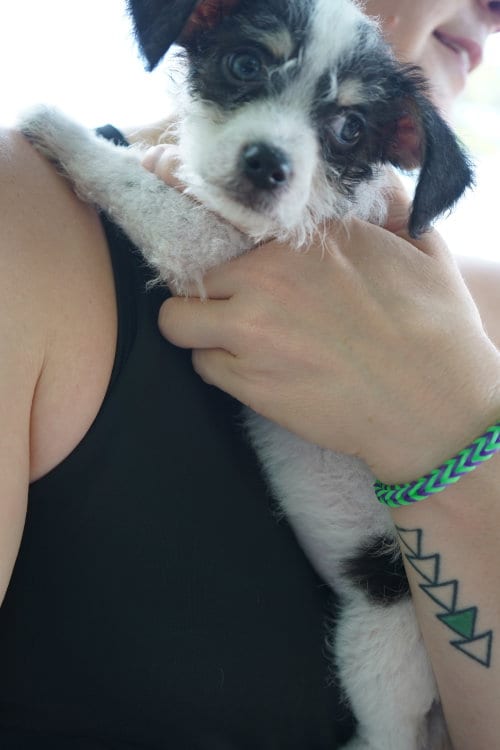 Photo of Oscar, adoptable Chihuahua in Holly Springs, North Carolina