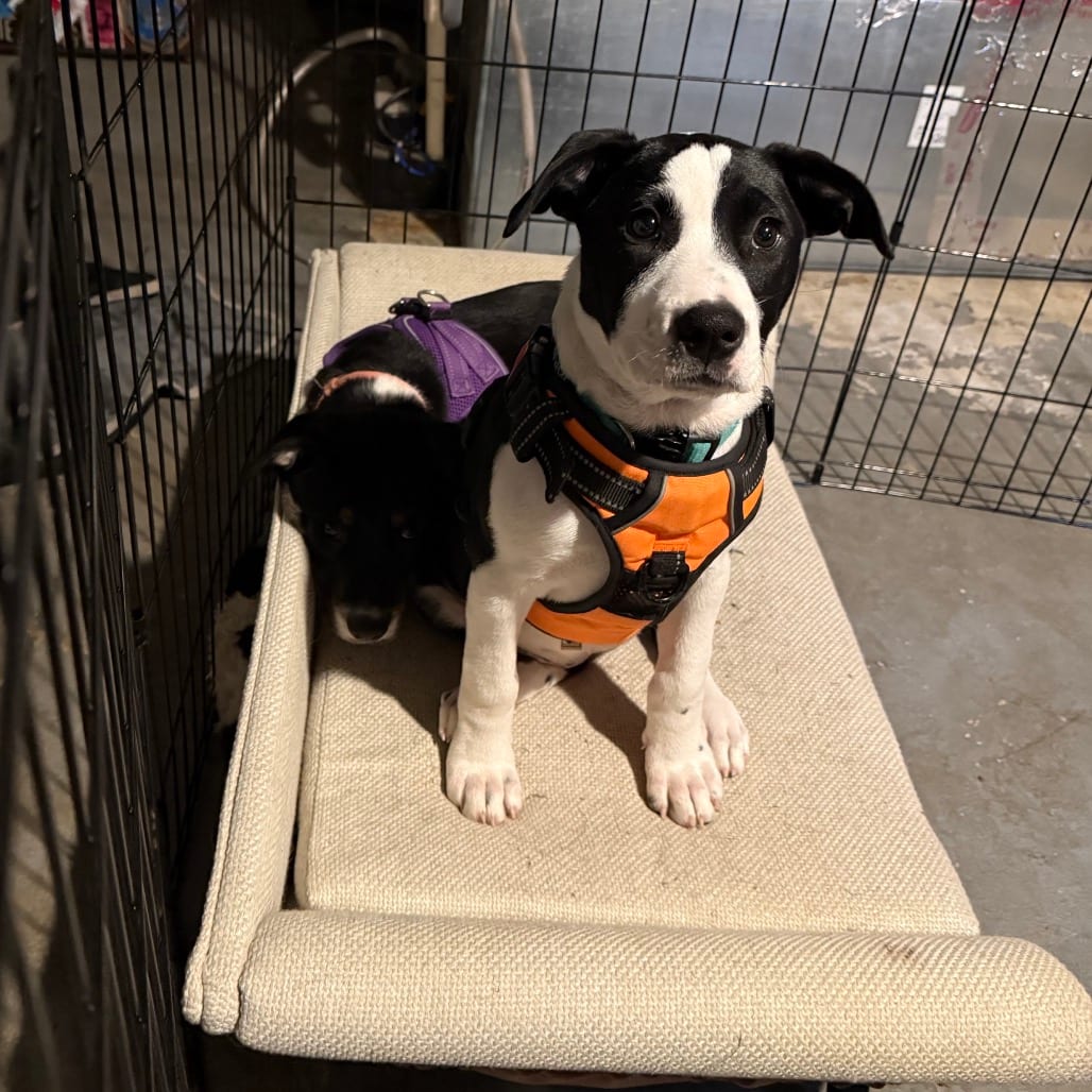 Photo of Evie, adoptable Retriever, Labrador in Fairfax Station, Virginia