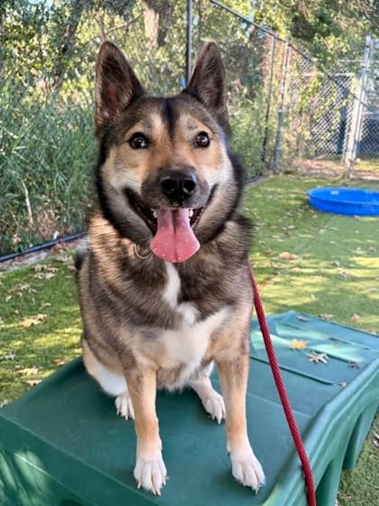 Photo of Potpourri (Luna), adoptable dog in Baltimore, Maryland