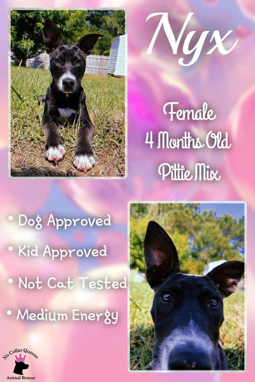 Photo of Nyx, adoptable Pit Bull Terrier in Jacksonville, North Carolina