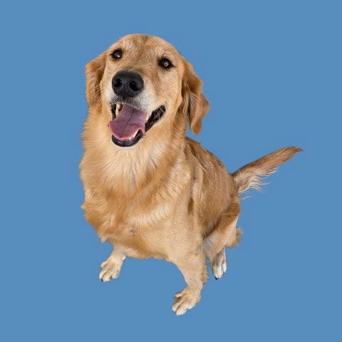 Photo of Kfc, adoptable Golden Retriever in Bakersfield, California