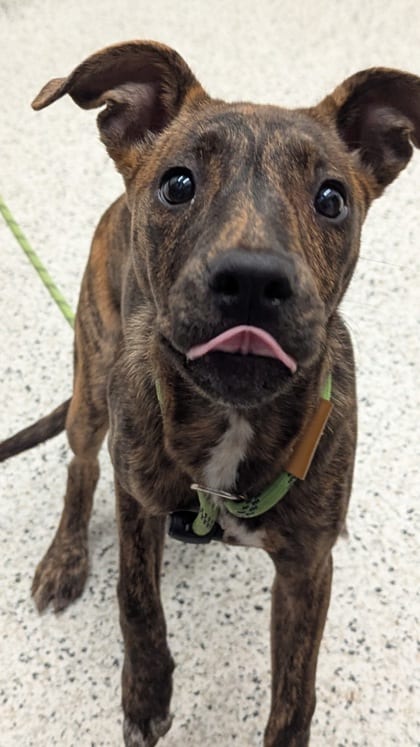 Photo of Andarna, adoptable dog in Atlanta, Georgia