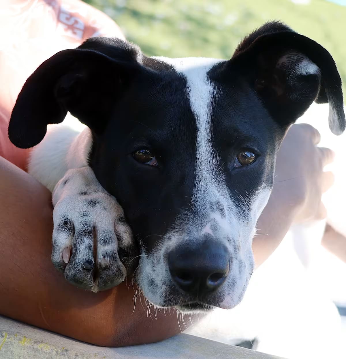 Photo of Cypress, adoptable Pointer/Rat Terrier in Harrison, New York