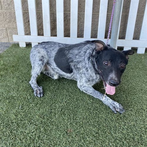 Photo of A615329, adoptable Australian Cattle Dog/Blue Heeler in Modesto, California
