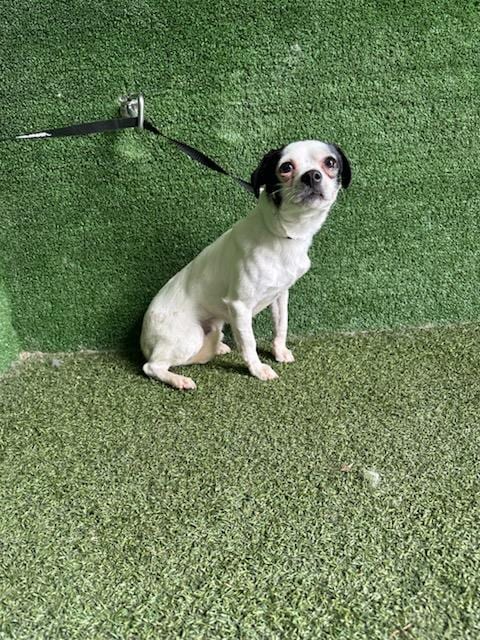 Photo of A5805375, adoptable Chihuahua in Lancaster, California