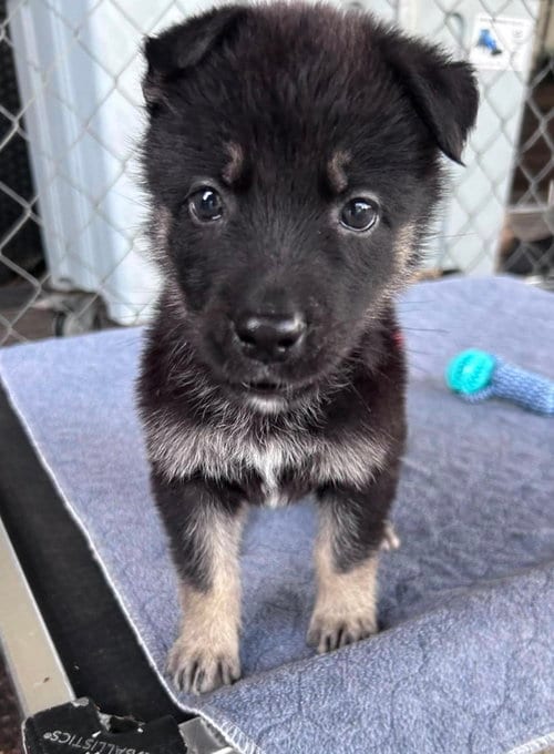 Photo of Mila, adoptable German Shepherd Dog in Fort Worth, Texas