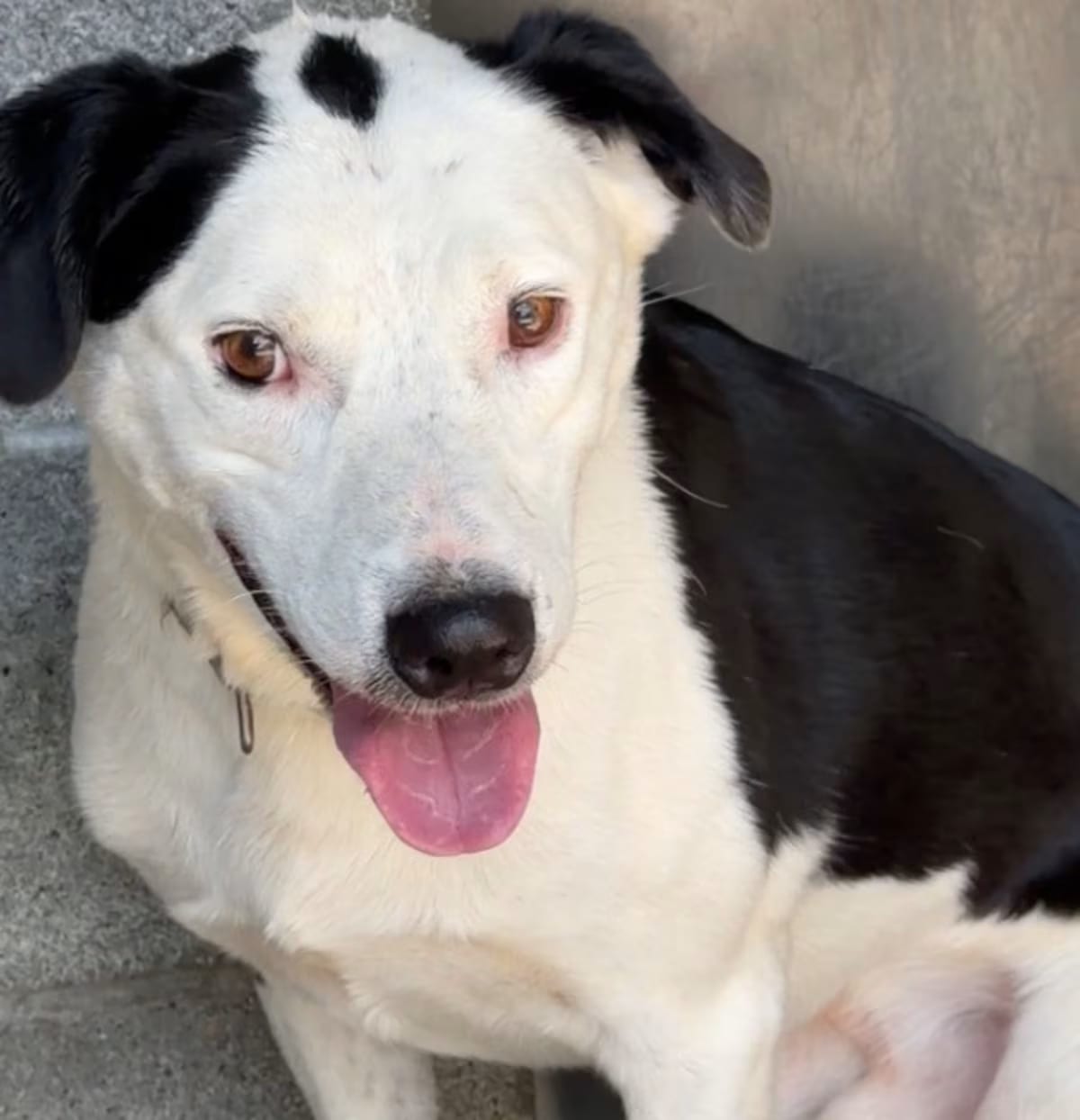 Photo of Chop, adoptable Bearded Collie in Chickamauga, Georgia