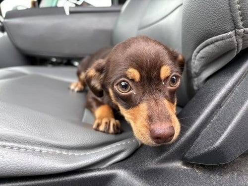 Photo of Carrietta, adoptable Dachshund in Panama City, Florida