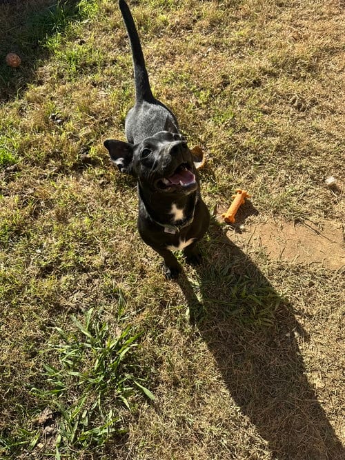 Photo of Edith, adoptable Dachshund in Jackson, Mississippi
