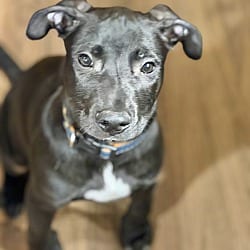 Photo of Aiden, adoptable Labrador Retriever in East Hartford, Connecticut