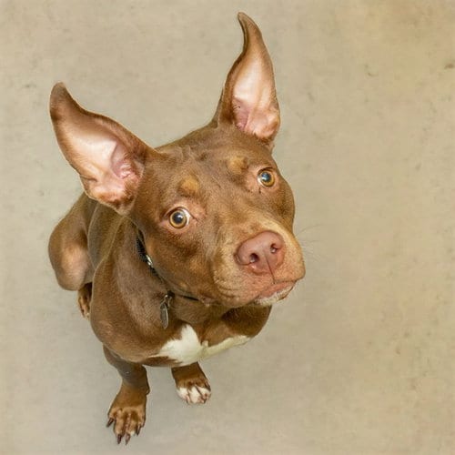 Photo of Nico, adoptable Pit Bull Terrier in St Louis, Missouri