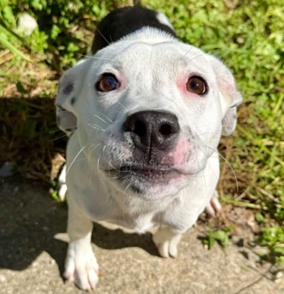 Photo of Orca, adoptable American Pit Bull Terrier in New Orleans, Louisiana