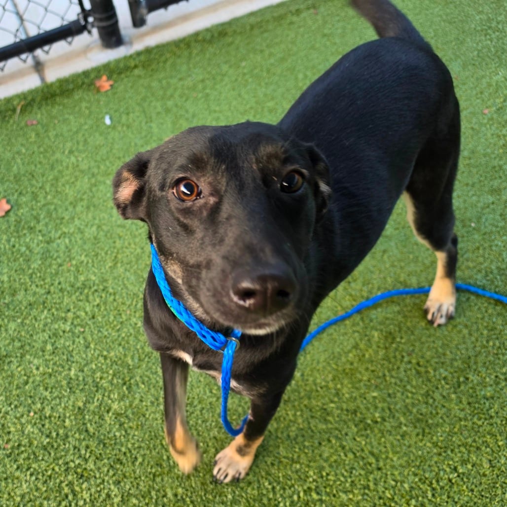 Photo of Cleo, adoptable Pinscher, Miniature / Shepherd in Greensboro, North Carolina