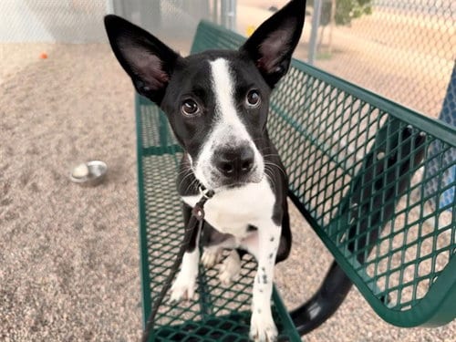 Photo of Scout, adoptable American Pit Bull Terrier in Phoenix, Arizona