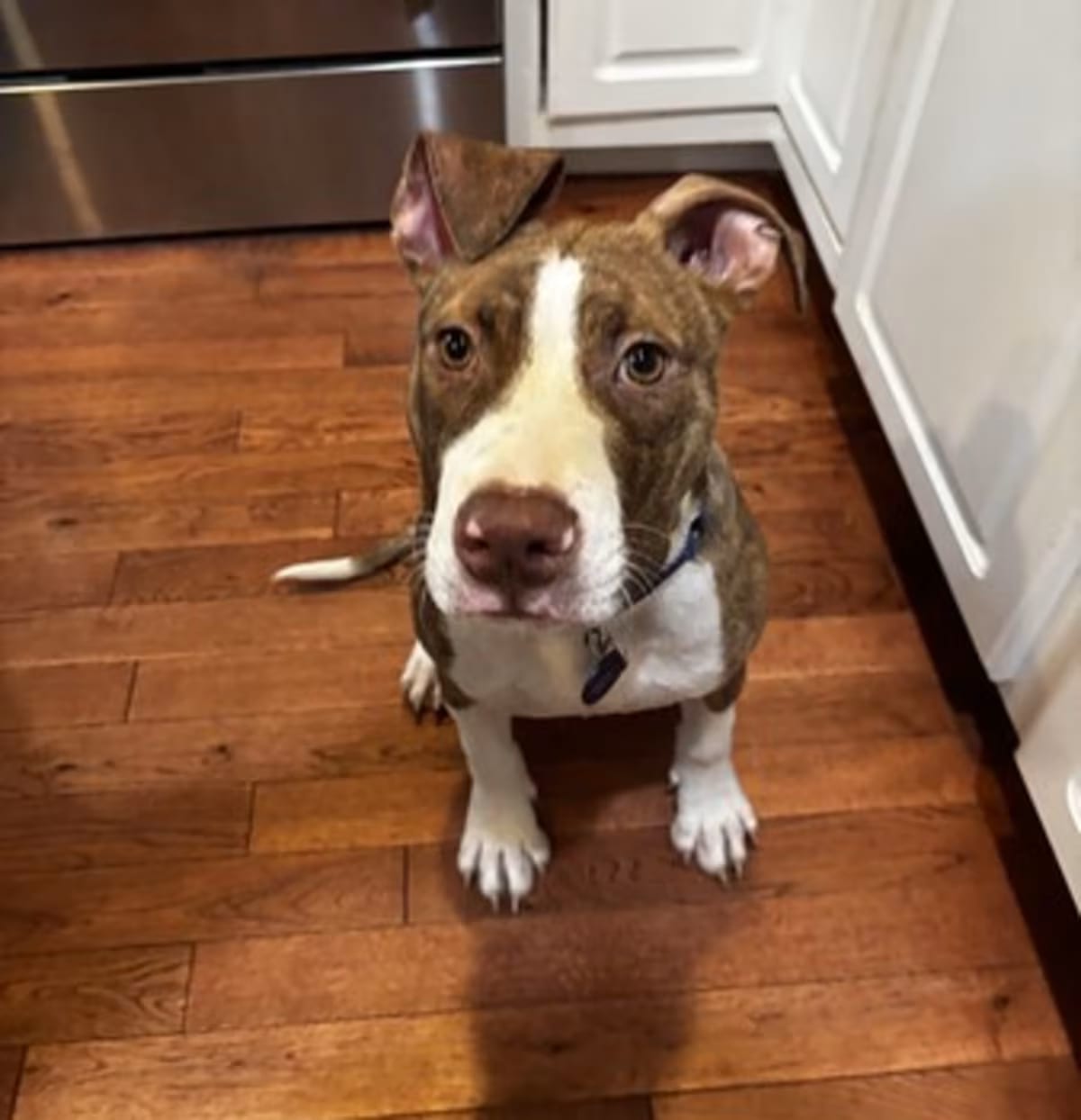 Photo of Patrick, adoptable Mutt in New York, New York